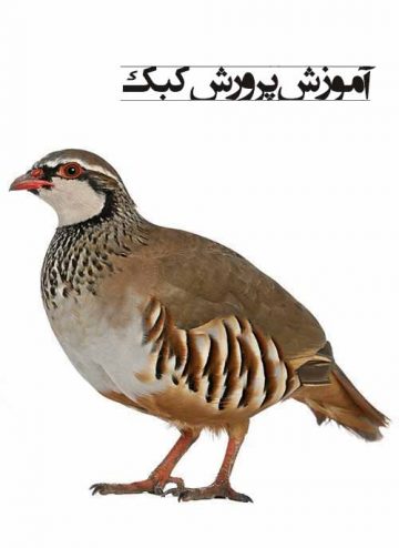 آموزش پرورش کبک